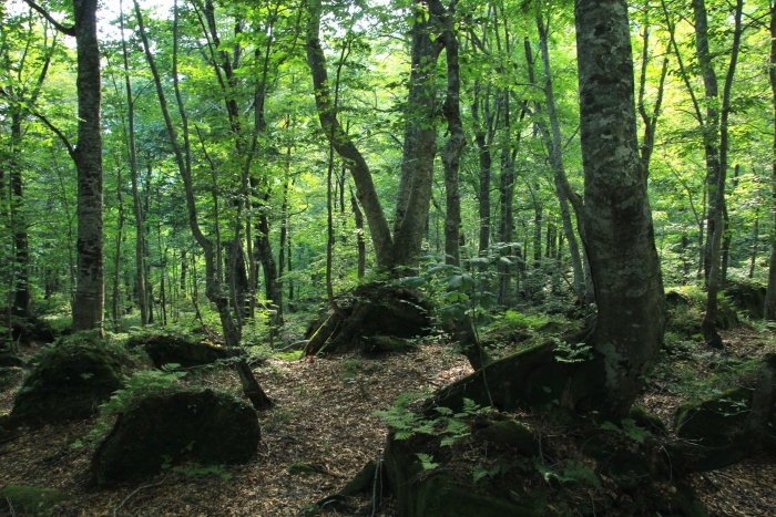 【青森】白神山地