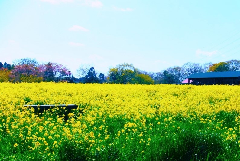 成田ゆめ牧場