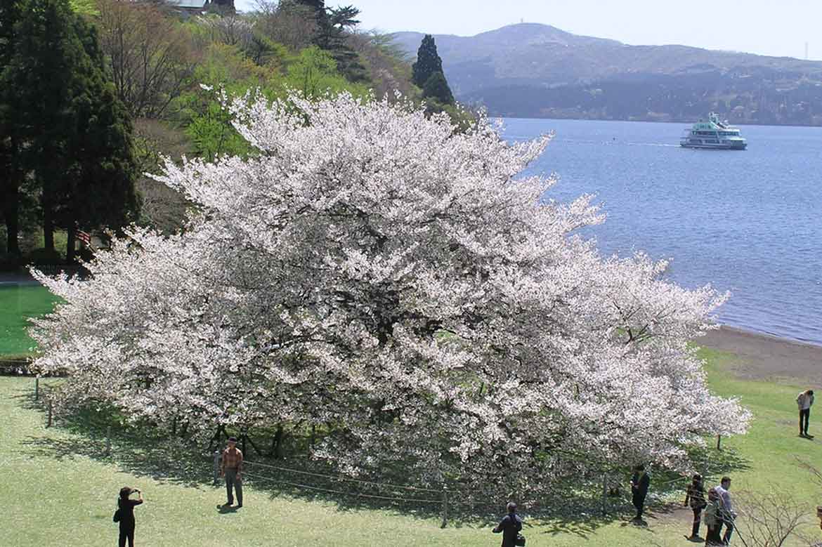標高723mの絶景「湖畔の一本桜」。芦ノ湖畔で桜を満喫するお花見プラン