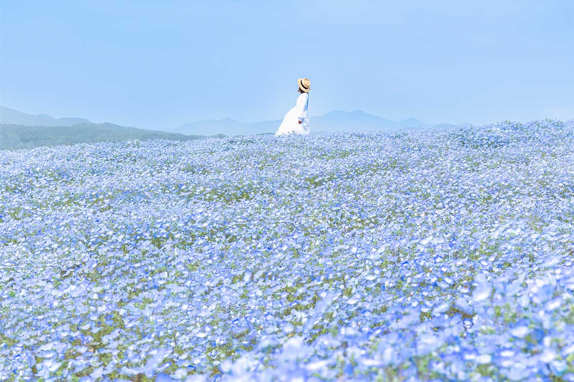 広島県世羅町「Flower village 花夢の里」にて、『芝桜とネモフィラの丘』3/30スタート