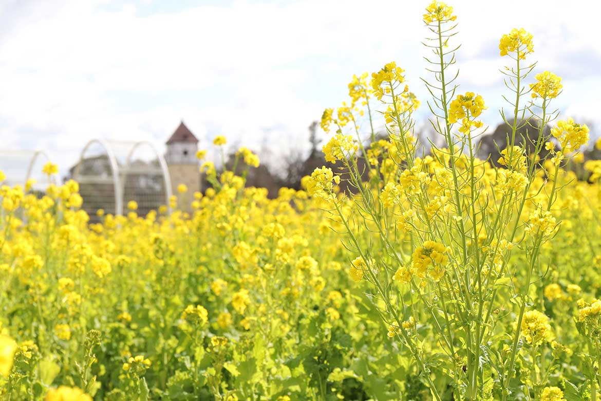 大阪「堺・緑のミュージアム ハーベストの丘」で50万本の菜の花が開花中