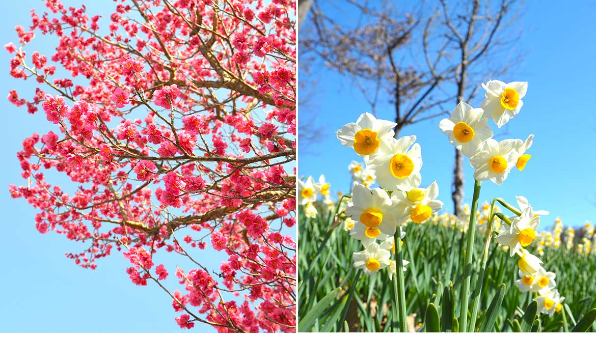 香川県・国営讃岐まんのう公園「早春フェスタ」開催中