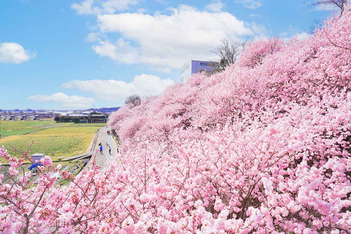 神奈川県南足柄市発祥、早咲きの桜「春めき」が間もなく見頃へ