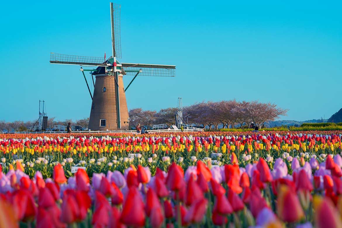 オランダ風車と70万本のチューリップが彩る。千葉県「佐倉チューリップフェスタ2024」