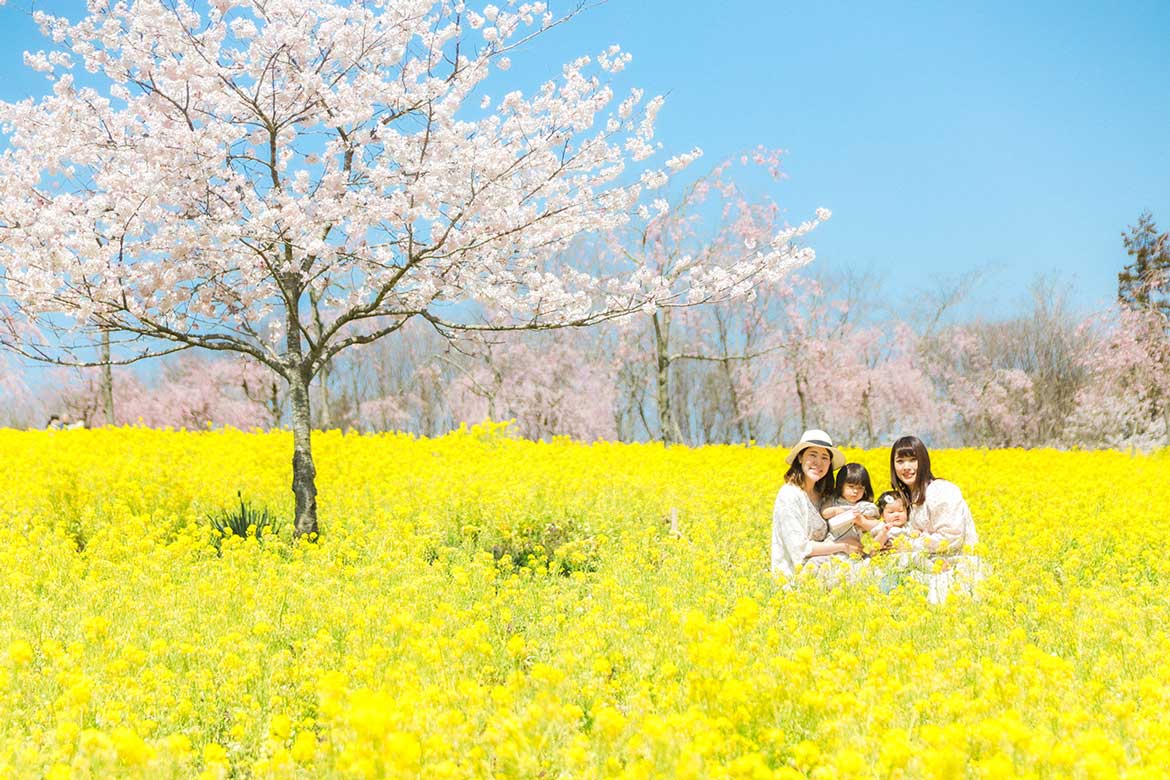 しだれ桜と春の花々の並木道。広島・世羅高原農場にて『さくら祭り』開催
