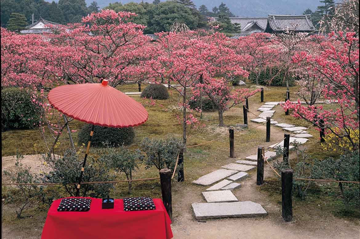 京都市内で遅咲きの梅「はねずの梅」を堪能。隨心院『名勝・小野梅園 観梅会』3/9から開催