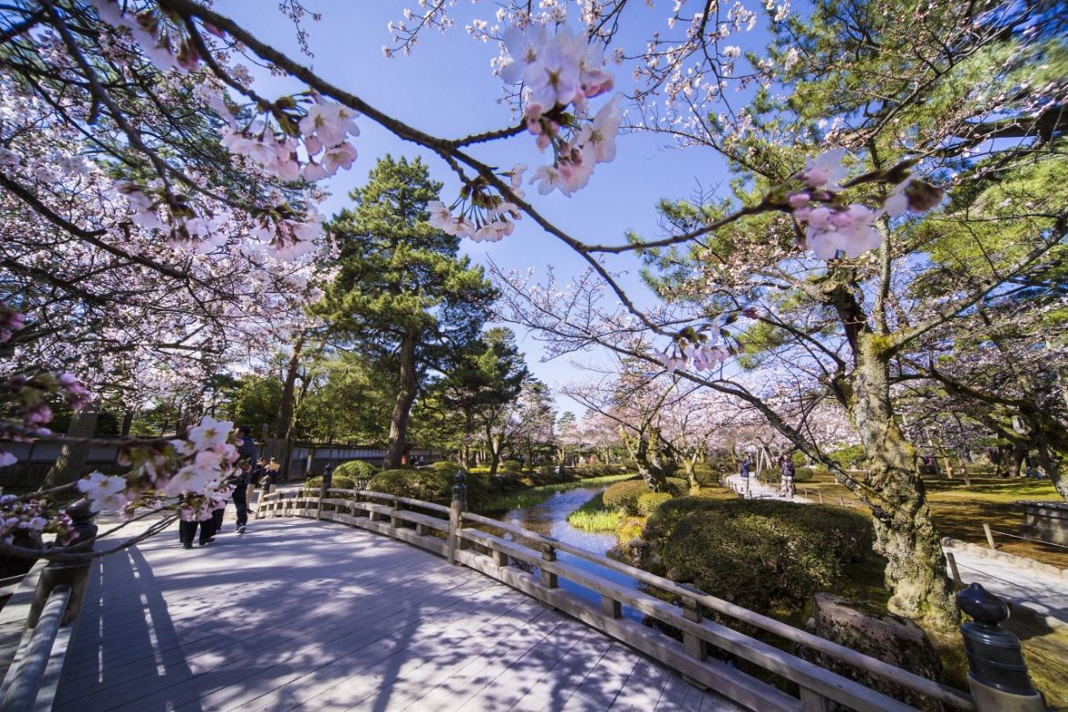 約40種類、400本の桜が競演「兼六園」