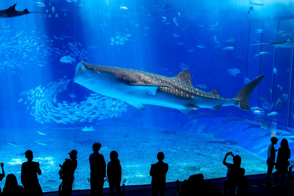 ここでしか出会えない海洋生物に癒される「沖縄美ら海水族館」
