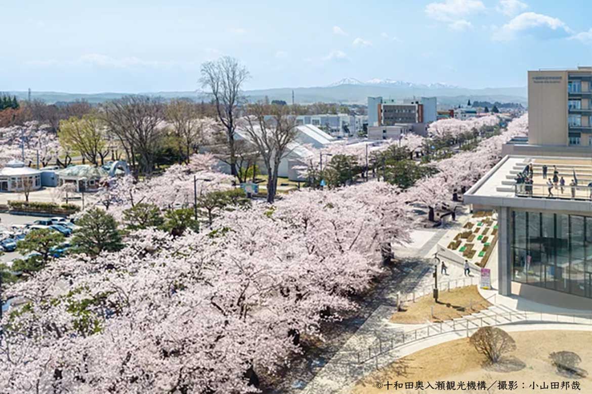 早まる桜の開花予想に合わせ、青森県「十和田市春まつり」4/6より開催！