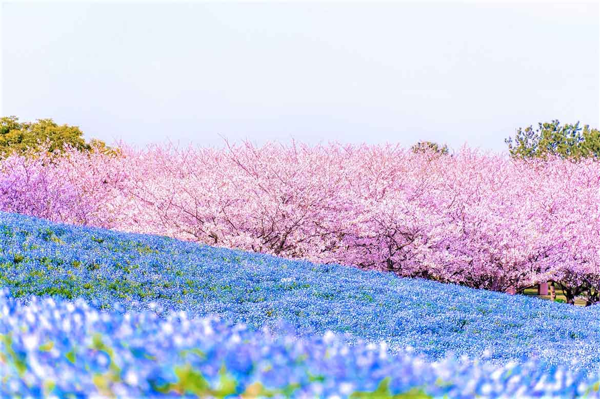 福岡の春を告げる「海の中道フラワーピクニック2024」開催！休暇村志賀島ではあまおう狩り付きプランも