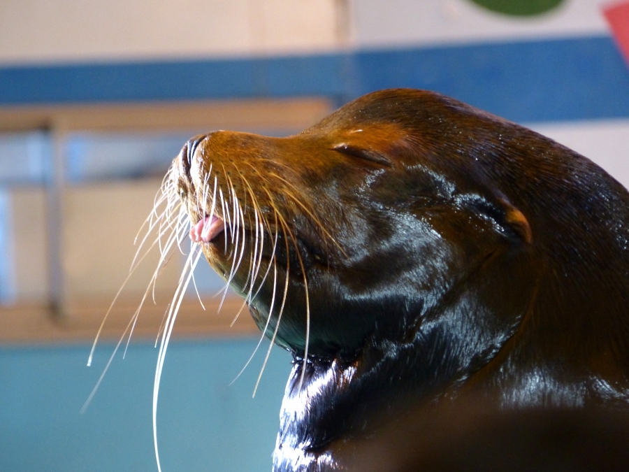 新屋島水族館