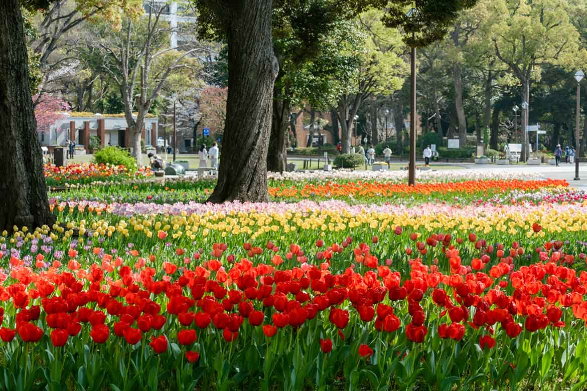 横浜各地をチューリップが彩る！第46回「よこはま花と緑のスプリングフェア」2024開催