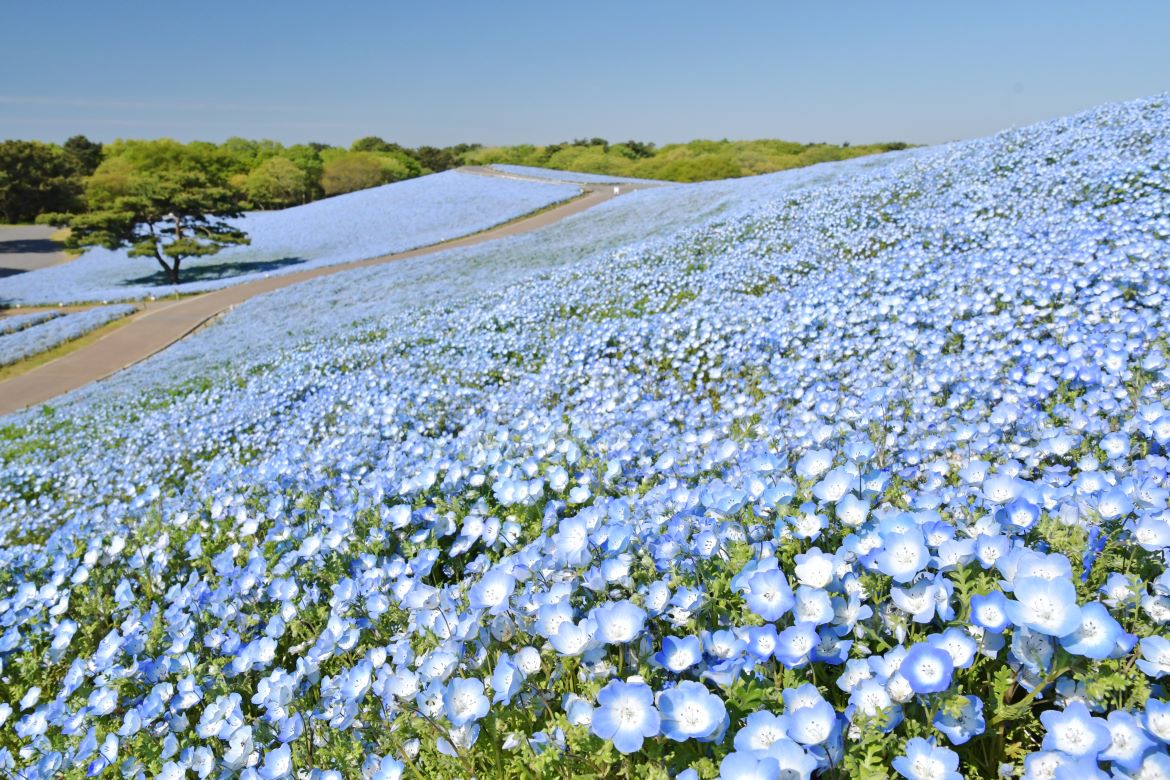 四季折々の花々やアクティビティを満喫「国営ひたち海浜公園」