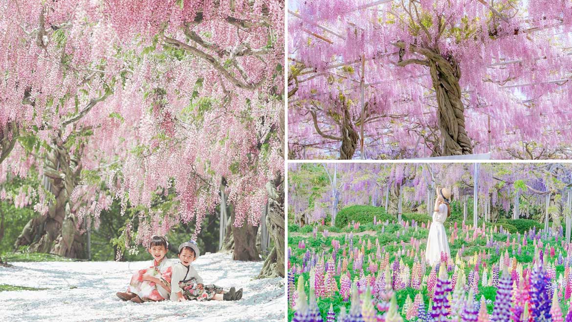 広島県・世羅町「せらふじ園 ふじまつり」、4/25オープン！藤ライトアップも