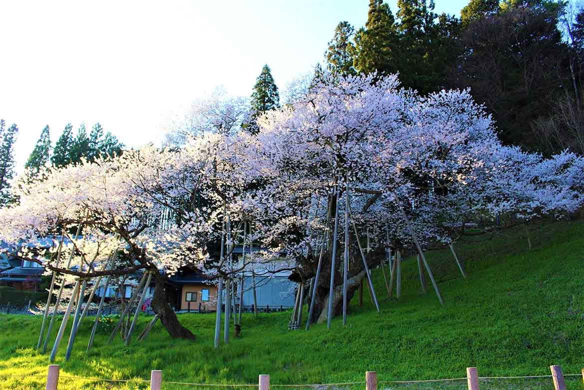 1100年の時を越えて、いまなお咲き誇る！岐阜県、飛騨一之宮の名所「臥龍桜」で桜まつり開催