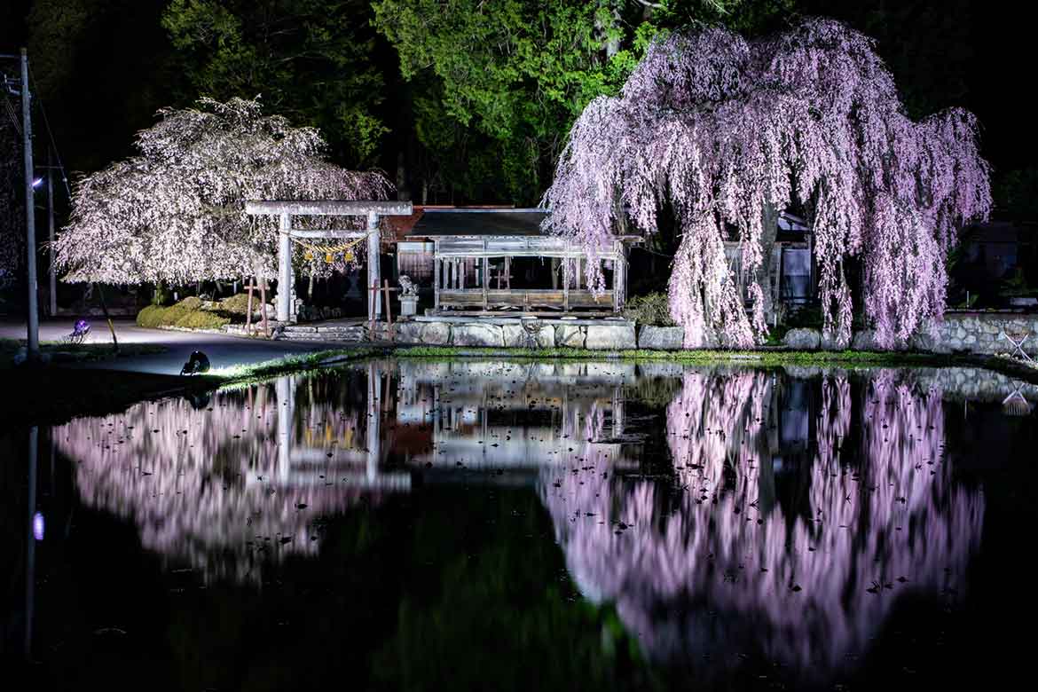 岐阜県高山市、枝垂れ桜の人気スポット4ヵ所でライトアップ！「飛騨あさひ桜めぐり」開催中