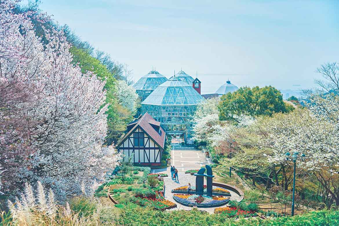 神戸布引ハーブ園の「山桜」が間もなく見ごろ！絶好のロケーションでお花見を