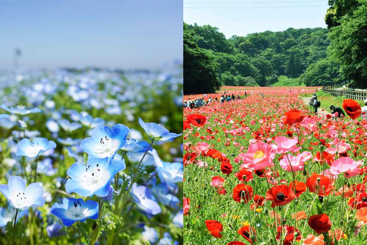 横須賀市くりはま花の国にて「ポピー・ネモフィラまつり」5/26まで開催中
