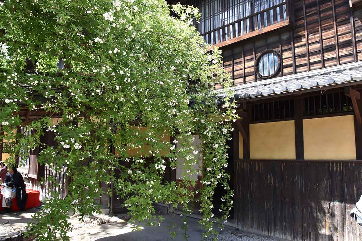 愛知県半田市、国指定重要文化財 小栗家住宅にて「萬三の白モッコウバラ祭」開催