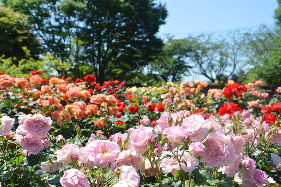 春バラ約160品種・360本が見頃。小田原フラワーガーデン「春のローズフェスタ」開催