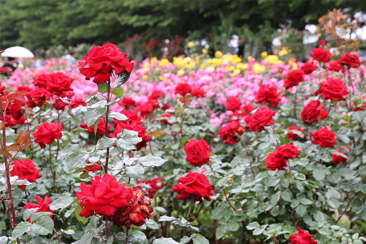 約200種・3,000株のバラ！さいたま市・与野公園にて「ばらまつり2024」5/11・5/12開催