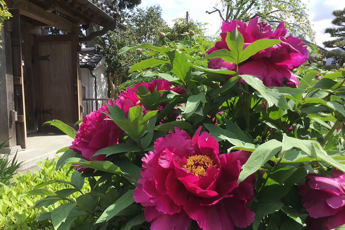 360種2000株の牡丹が咲き誇る！奈良県葛城市「石光寺 染寺」の春牡丹がもうすぐ見頃