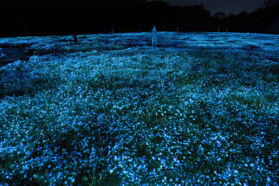 一面のネモフィラが夜の植物園で光り輝く！「チームラボ ボタニカルガーデン 大阪」にて期間限定作品を公開