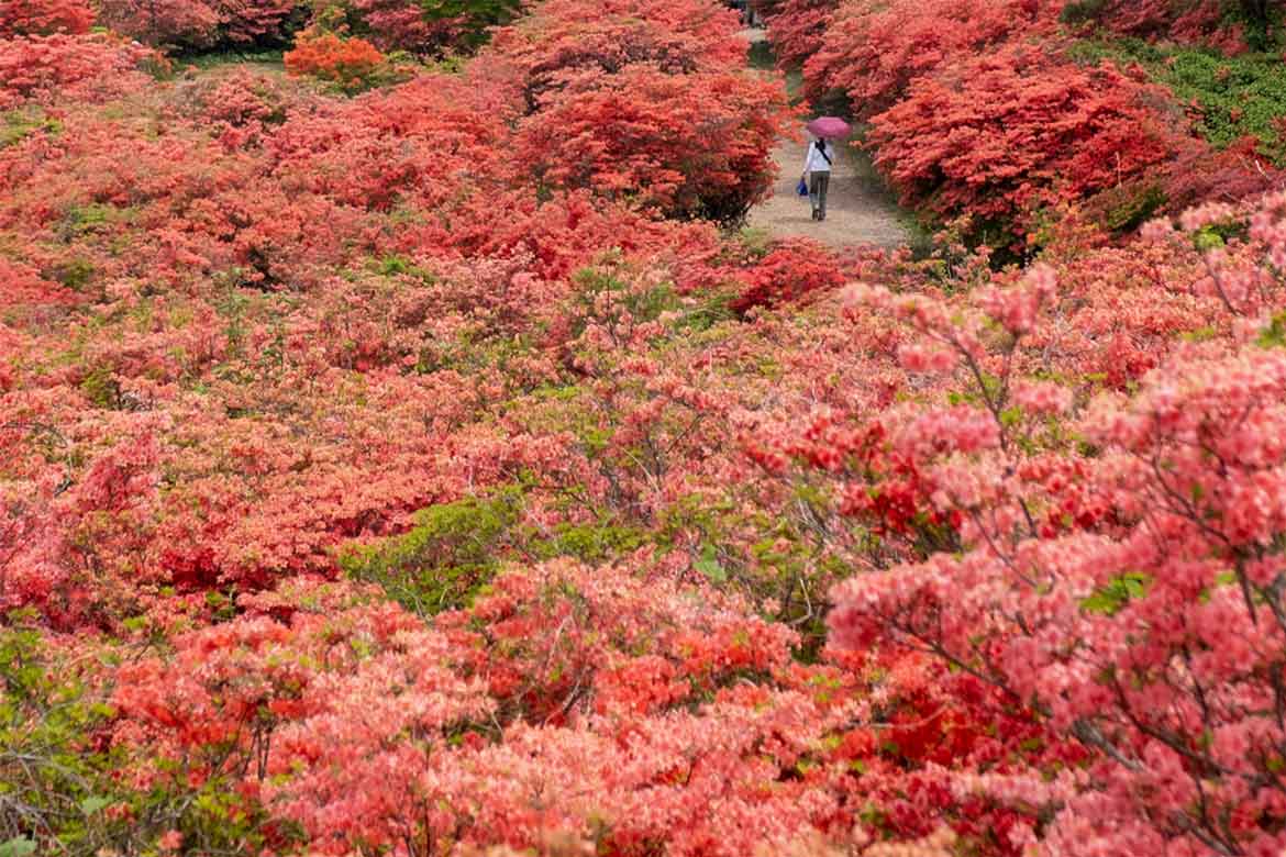 ツツジの名山・気仙沼市「徳仙丈山」で5月中旬頃から見頃。「徳仙丈山ハイキング応援宿泊プラン」を販売