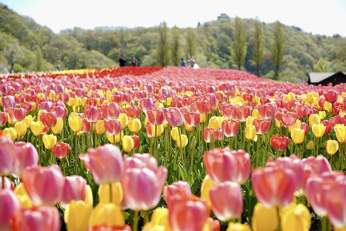 新潟県長岡市、国営越後丘陵公園で「チューリップまつり」開催！多彩なチューリップが咲き誇る