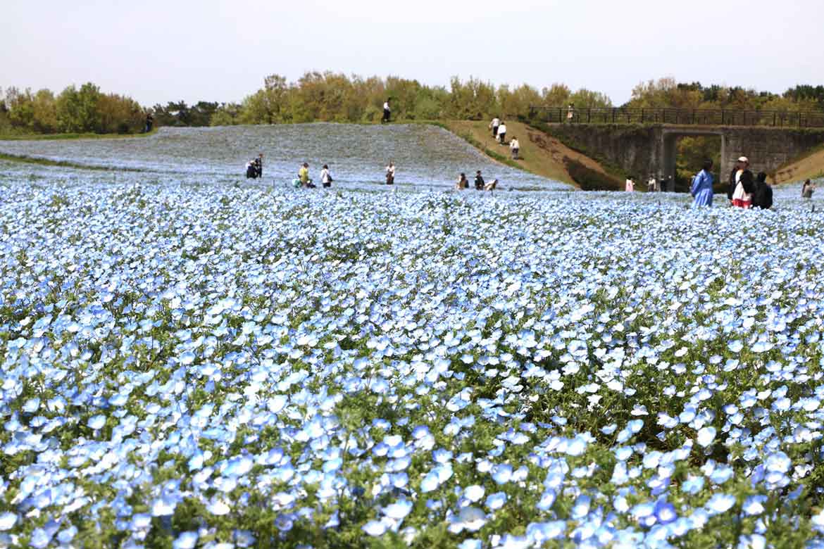 丘一面が青く染まる絶景。福岡「国営海の中道海浜公園」で100万本のネモフィラが見頃