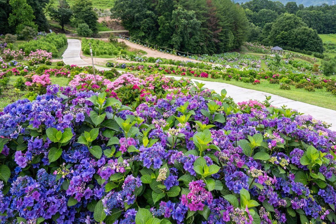 広島「Flower village 花夢の里」にて、3,500株のあじさいとタチアオイが見頃