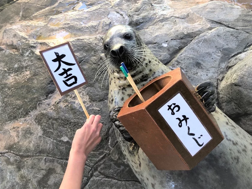 しながわ水族館「しな水のお正月2025」12月28日より開催 | お正月をテーマに様々なイベントで新春をお祝い!