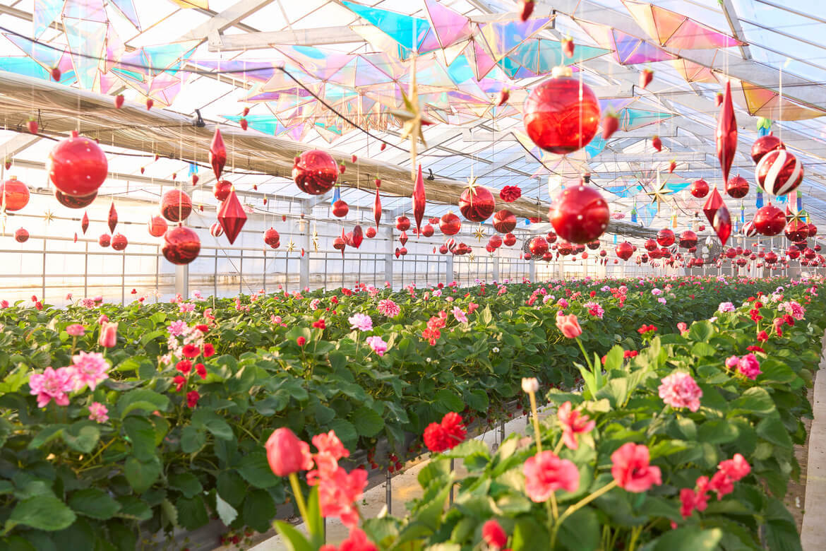 千葉県・京成バラ園、期間限定のいちご狩り施設「オズの国のストロベリーハント」開催中