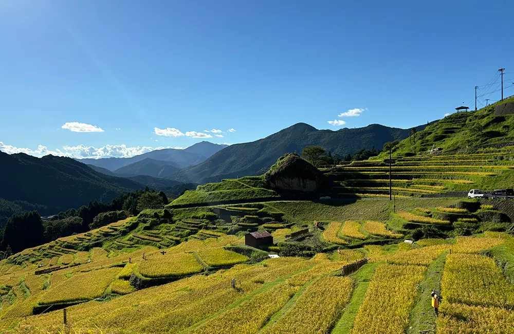 フェアフィールド･バイ･マリオット三重熊野古道みはま  宿泊者限定「丸山千枚田 稲刈りの集い」参加者募集