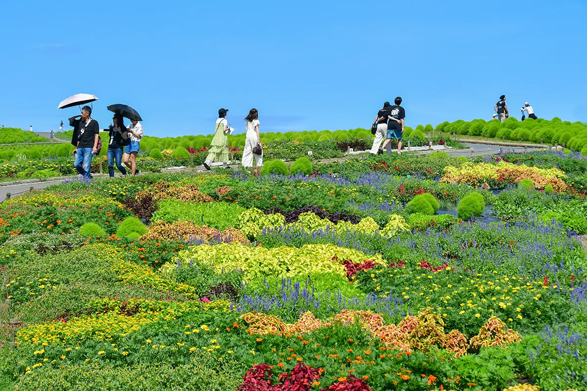 国営ひたち海浜公園「ウェルカムガーデン」登場！  ～10回目を迎える「コキアライトアップ2025」も開催～