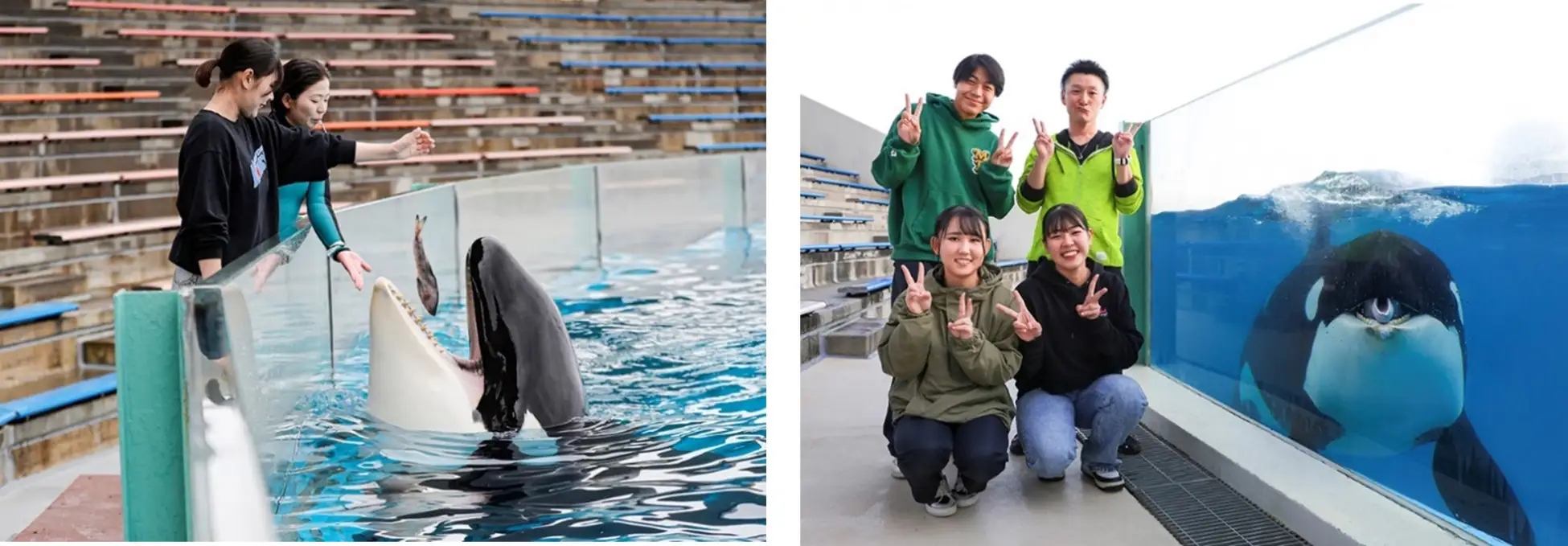 【千葉県・鴨川市】シャチと過ごす特別な夜「シャチプレミアムプラン」開催。宿泊付きプランも新登