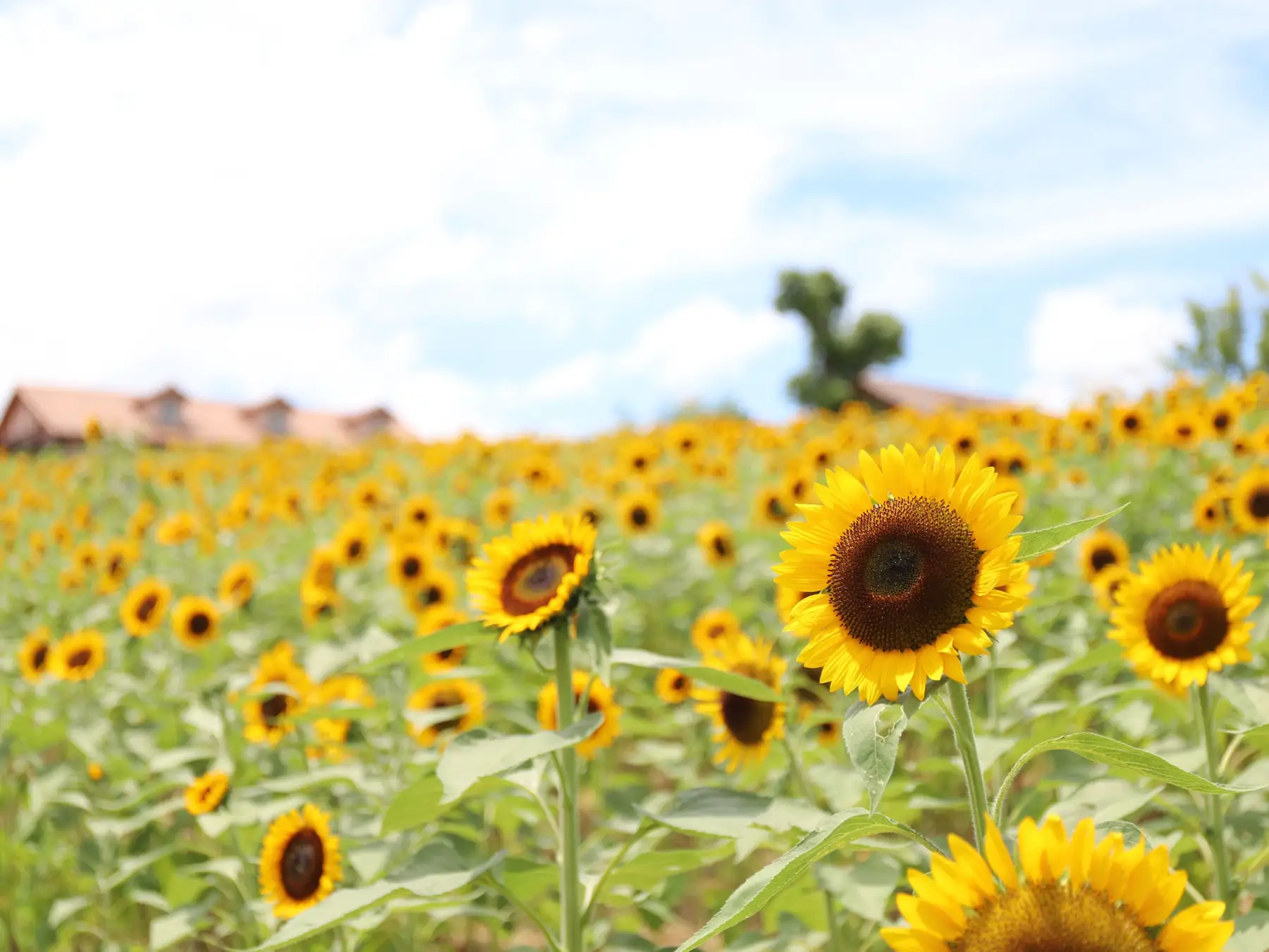 【大阪・堺市】7万本のひまわりが見ごろに！「ハーベストの丘」で夏の花畑＆イベント満喫