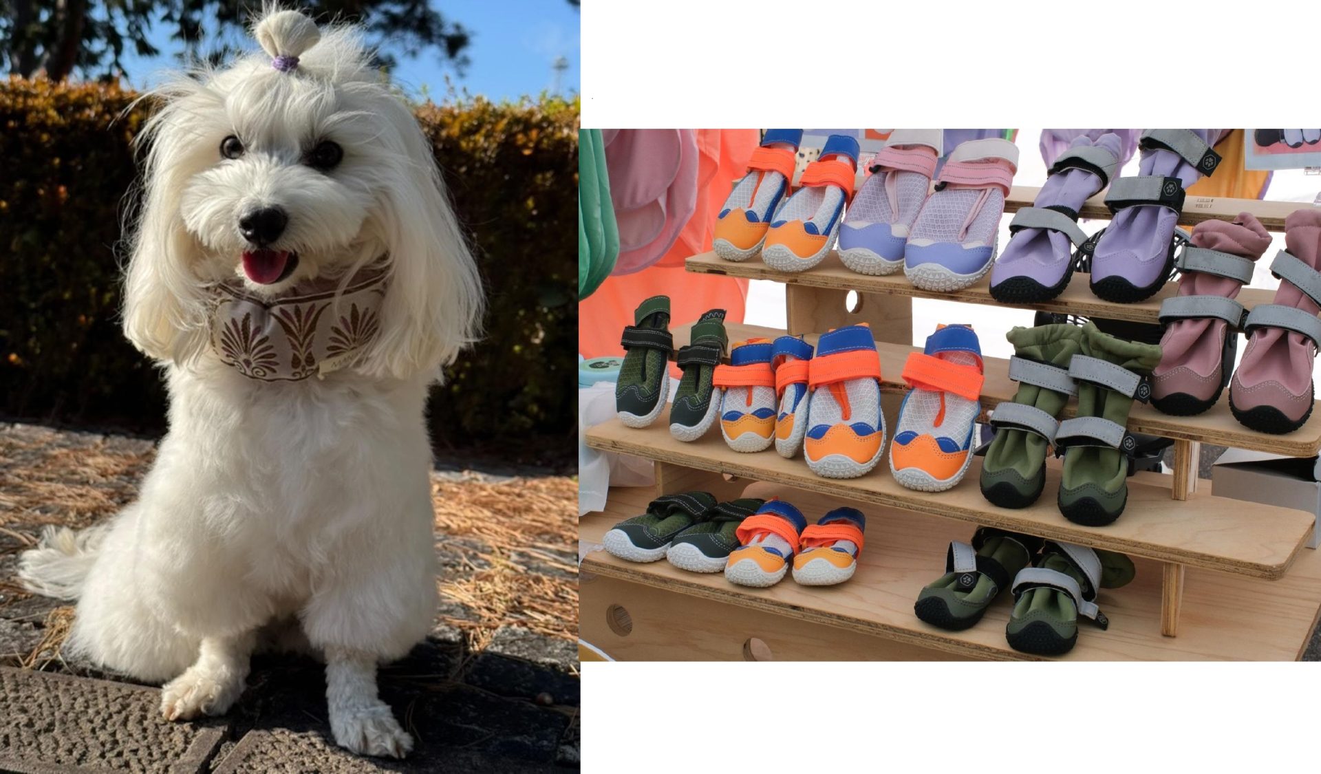 愛犬の暑さ対策に、クールネック&ドッグシューズ