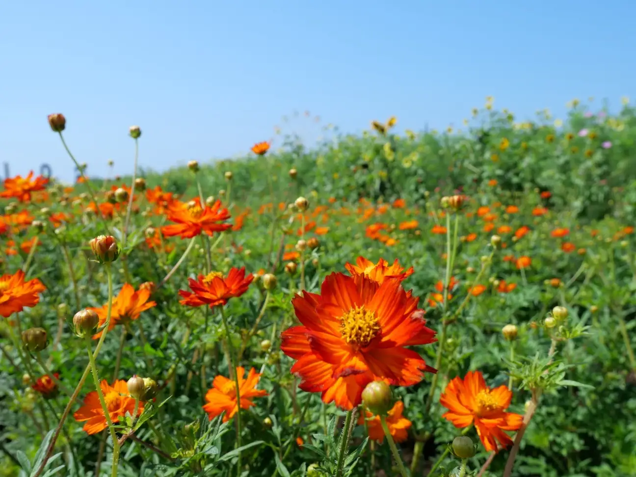 【神奈川県横須賀市】25万本のキバナコスモスが彩る秋の丘へ 「長井海の手公園 ソレイユの丘」で“秋の花絶景”が見頃に
