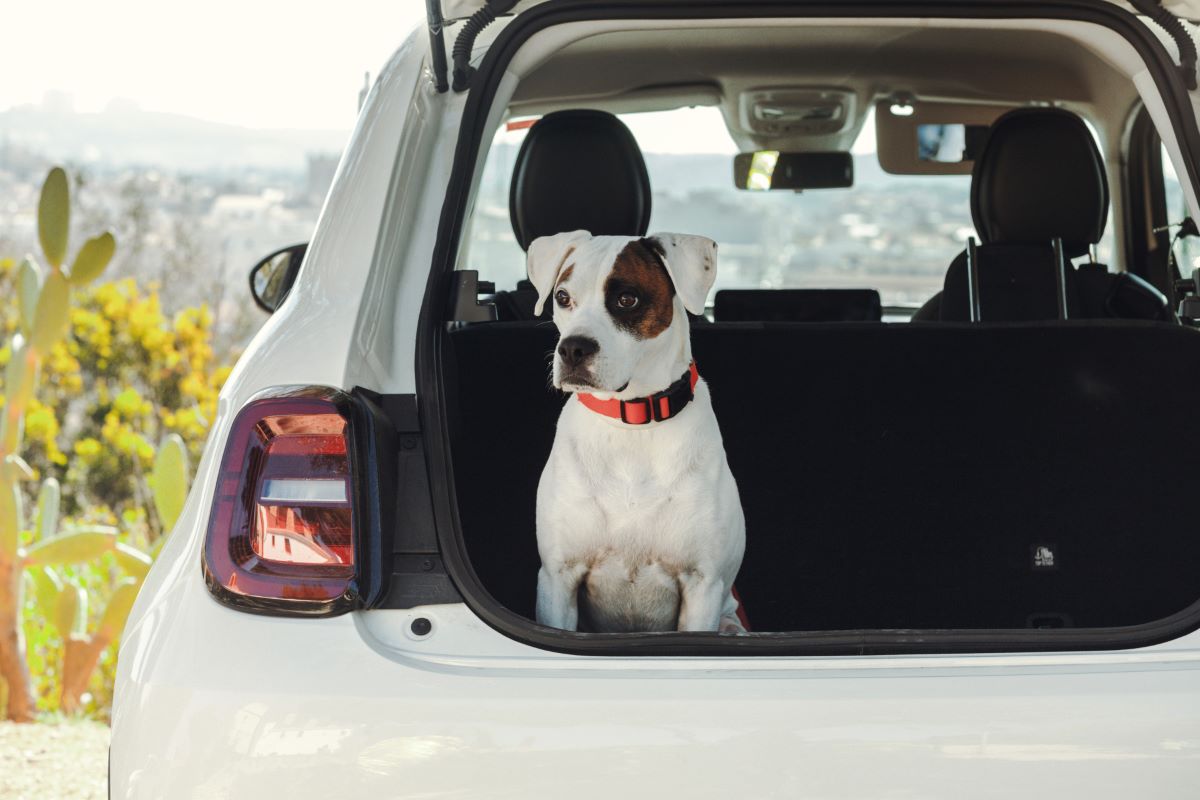 愛犬とのドライブで気をつけたいポイント