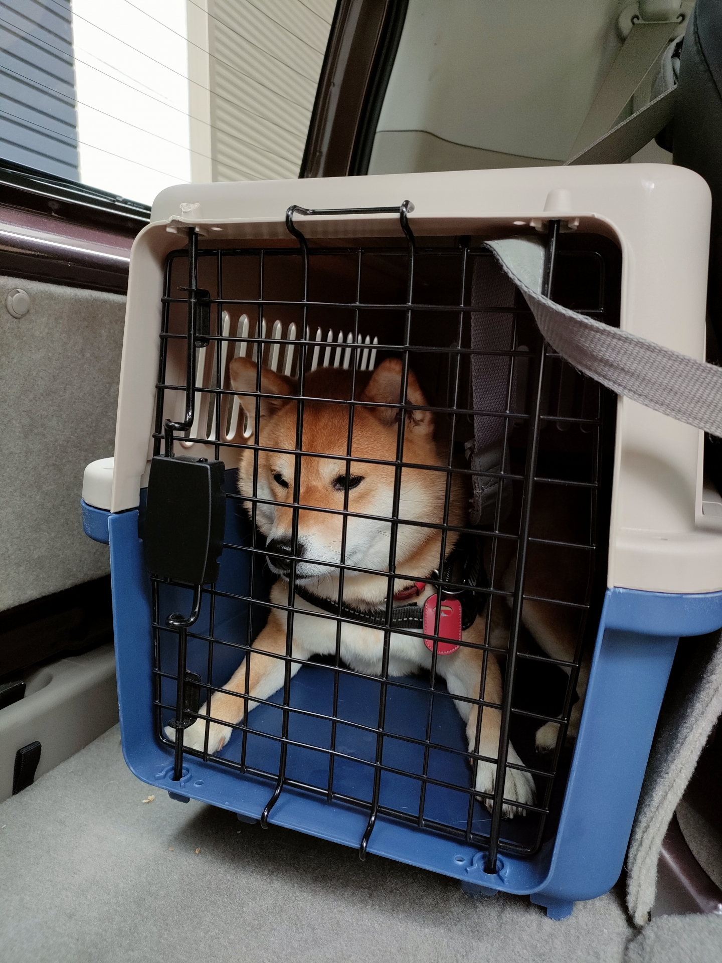 愛犬の安全と交通違反にならないために指定席を用意しよう