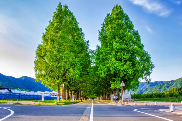 ①メタセコイア並木（滋賀県）