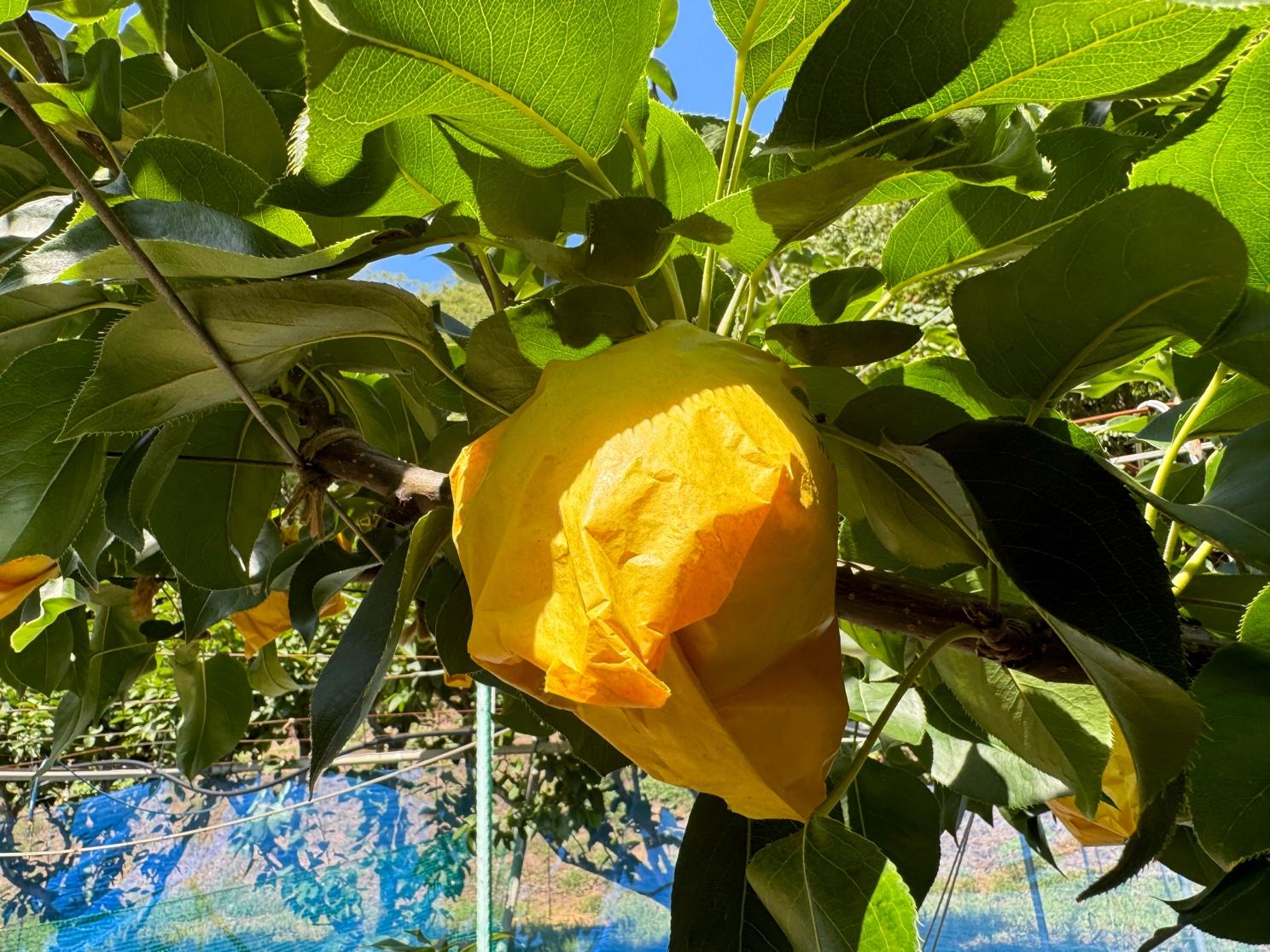 梨園はたくさんあれど、実は梨狩り、初体験