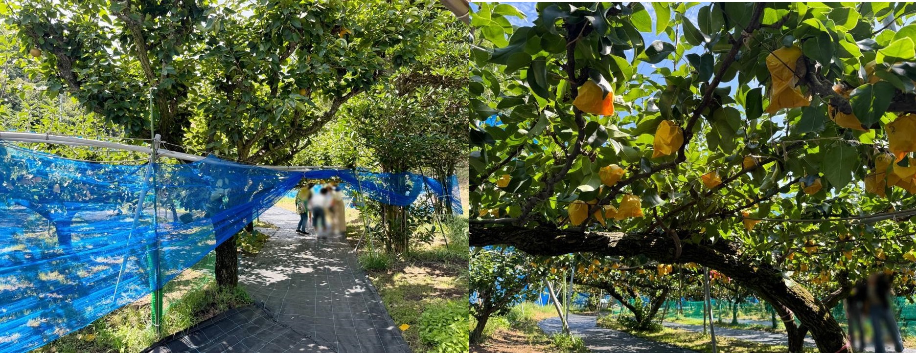 梨狩りドライブ。その後はお家でジャム作り Vol.2