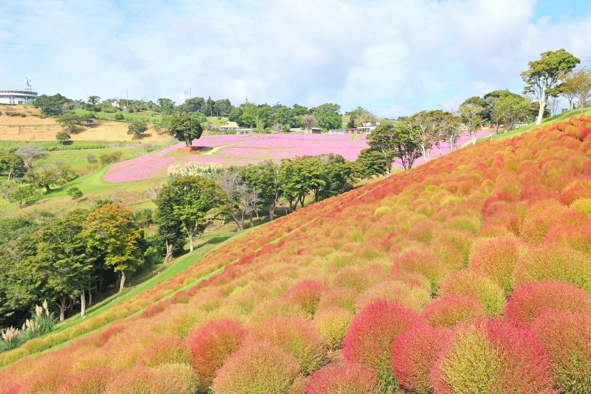 コキア紅葉、いよいよ見頃へ！ 「マザー牧場（千葉県富津市）」で秋色の絶景広がる  —— ほうき作り体験や限定ドリンクなど、“コキアの秋”を楽しもう