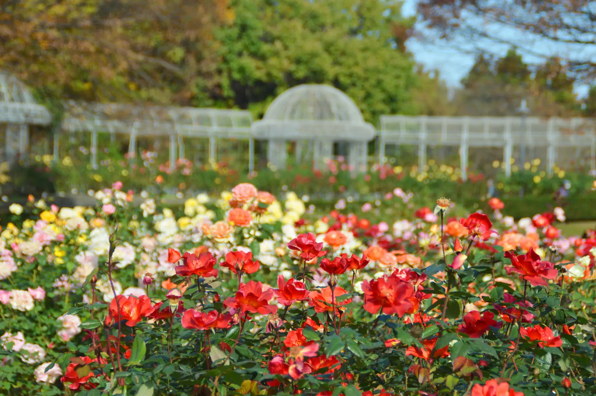 【神奈川県・小田原】秋の小田原に香る「秋バラ」の饗宴　小田原フラワーガーデンで「秋のローズフェスタ」開催