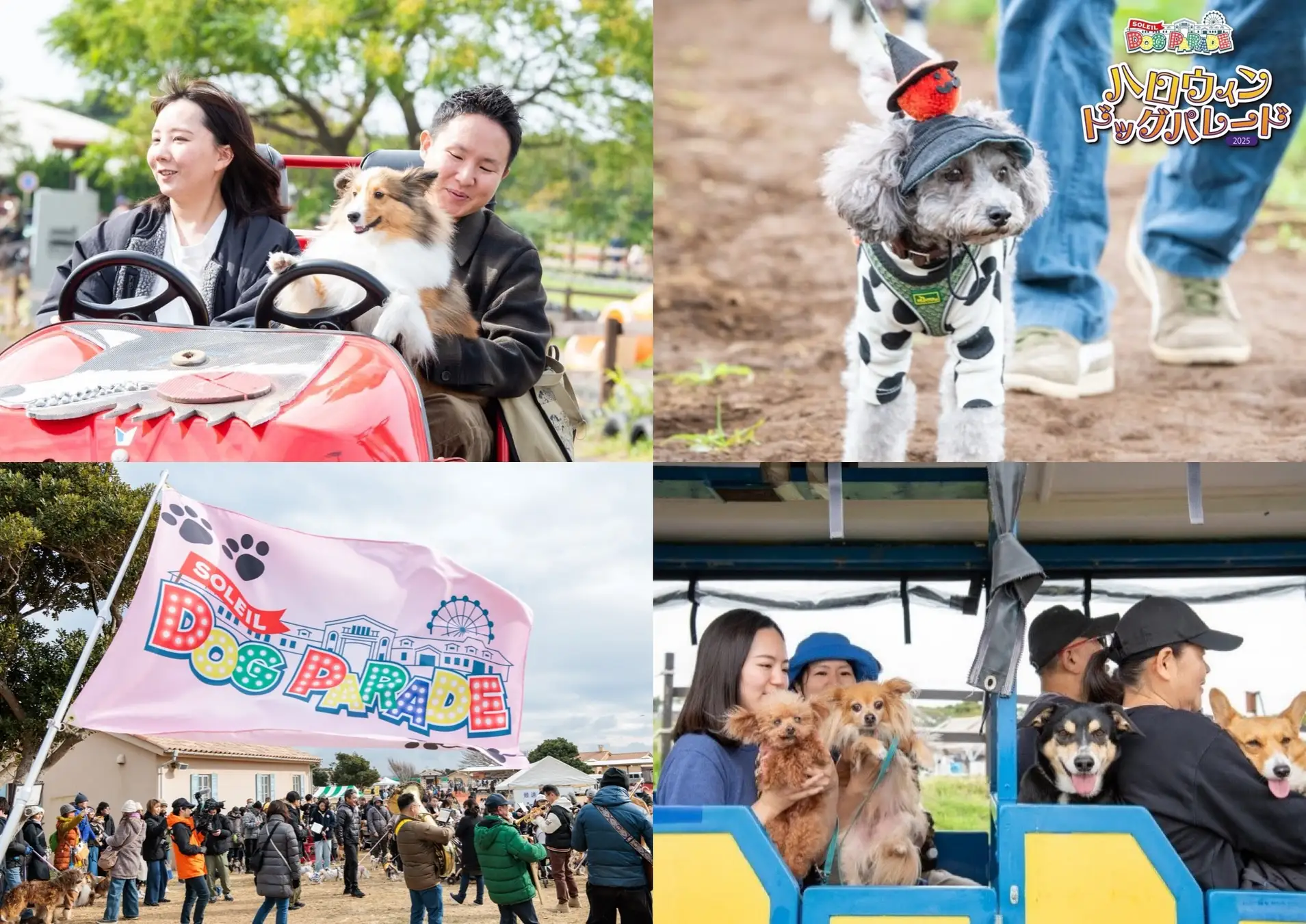 コスモスと海に包まれて。『SOLEIL HALLOWEEN DOG PARADE 2025』開催！