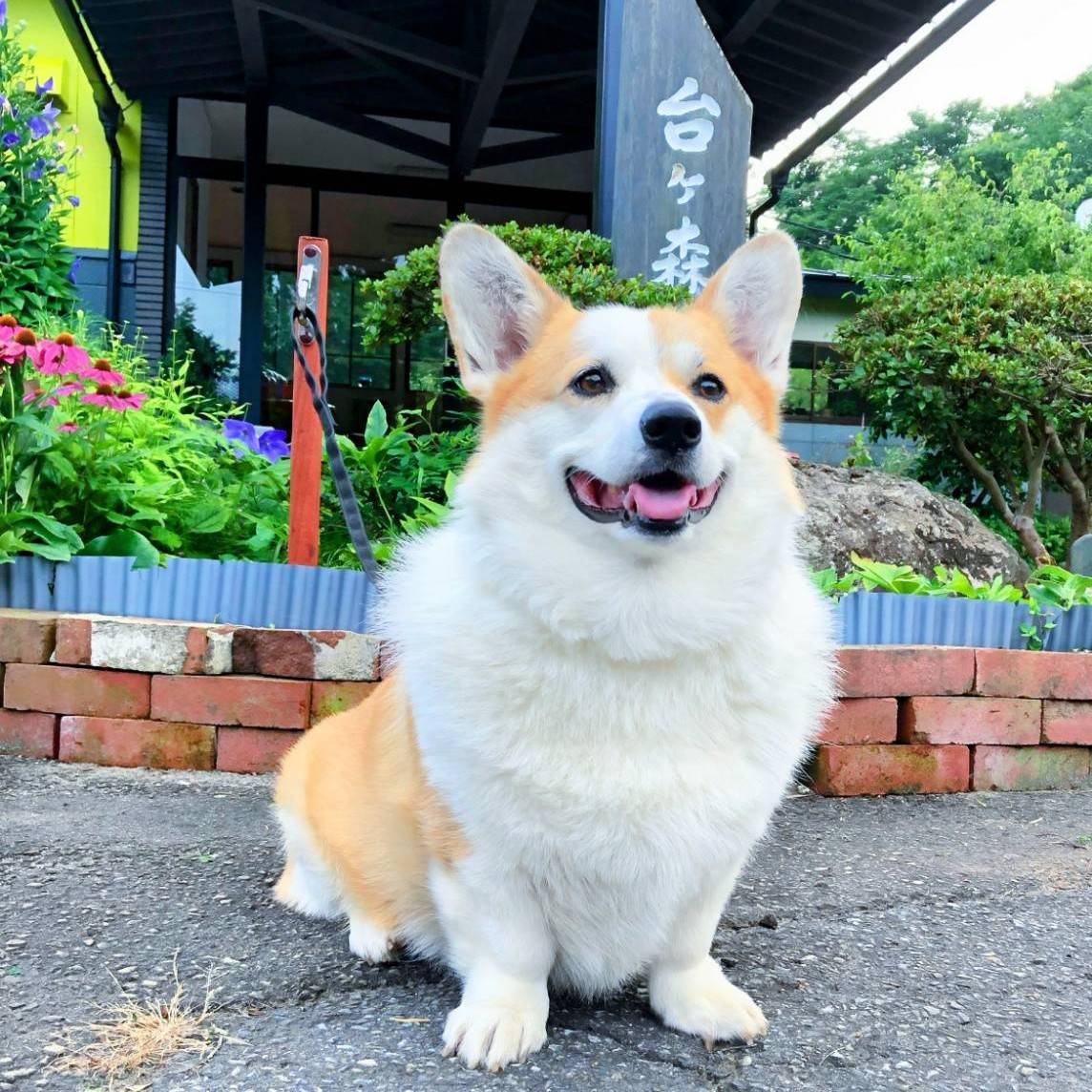 1位　「台ヶ森温泉山野川旅館　ＤｏｇＶｉｌｌａｇｅ台ヶ森」の「てん」