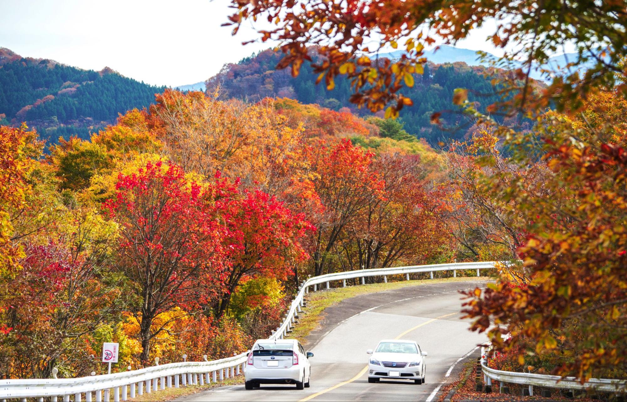 紅葉広がるワインディングロードを爽快ドライブ/伊吹山ドライブウェイ