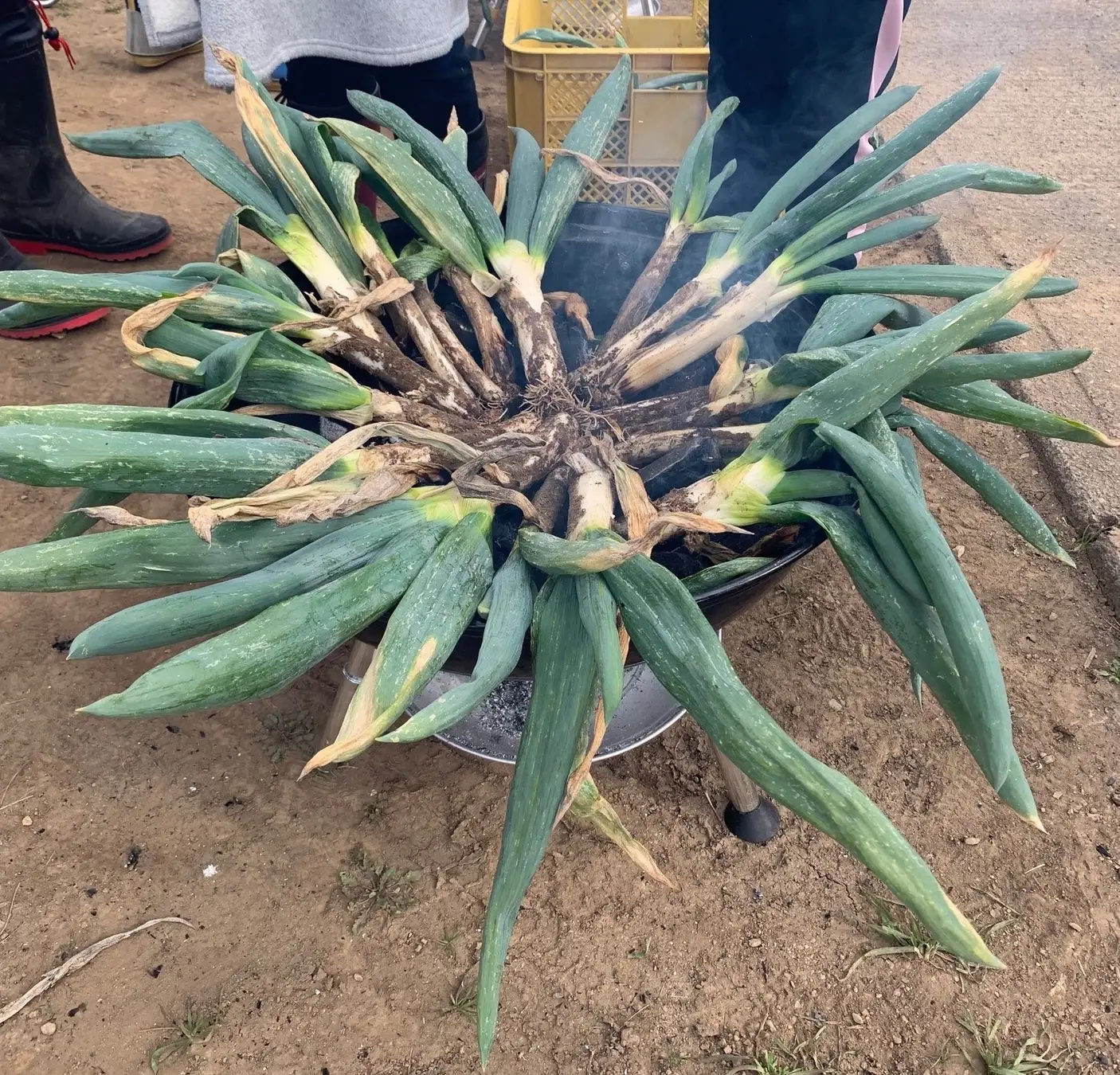 【群馬・下仁田】旬の「下仁田ネギ」を畑で収穫＆炭火で丸焼き。“大名焼き”が味わえる体験イベント開催